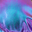  Indigo Iris